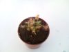 przykładowa sprzedawana roślina / exemplary plant for sale